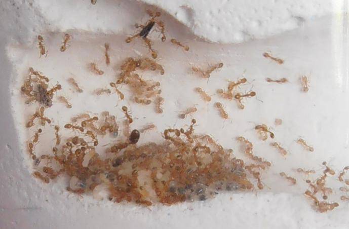 Маленькие насекомые – большие проблемы: эффективные способы борьбы с рыжими муравьями дома, в саду и на огороде