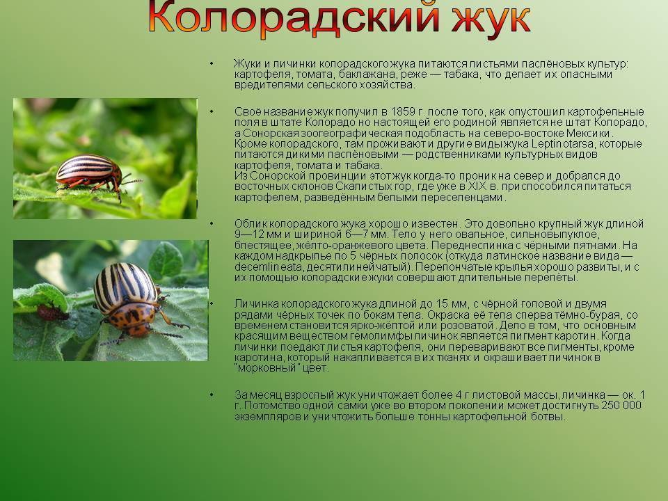 Колорадский жук: способы борьбы с вредителем и их особенности