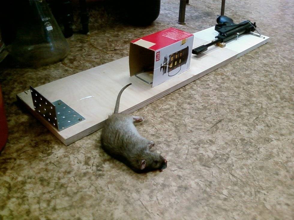 Как при помощи самодельного способа поймать крысу в доме