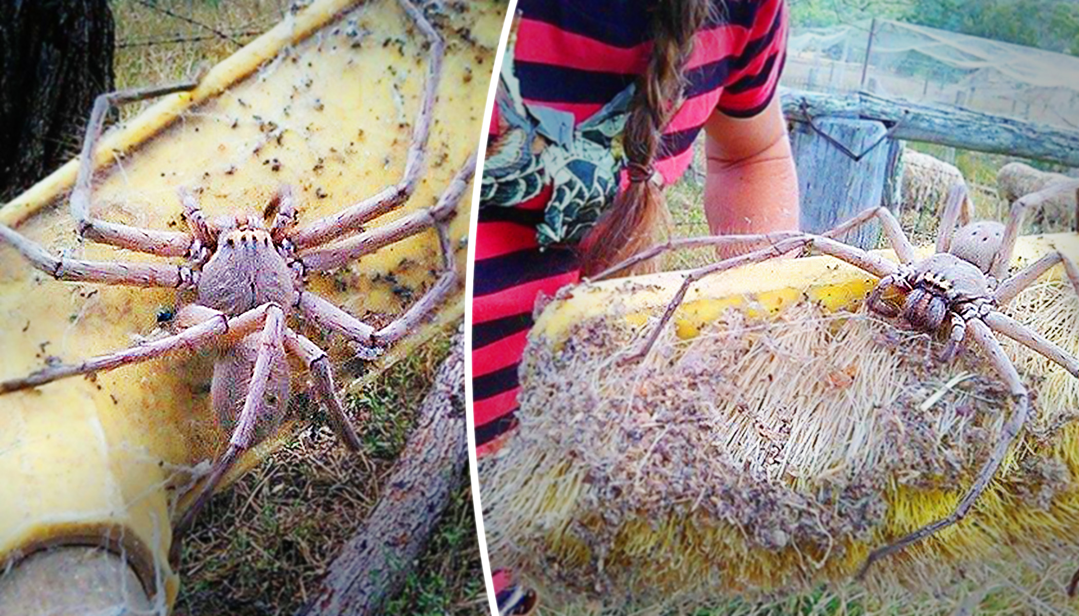 Какой самый большой паук в мире, самый ядовитый, опасный и страшный?