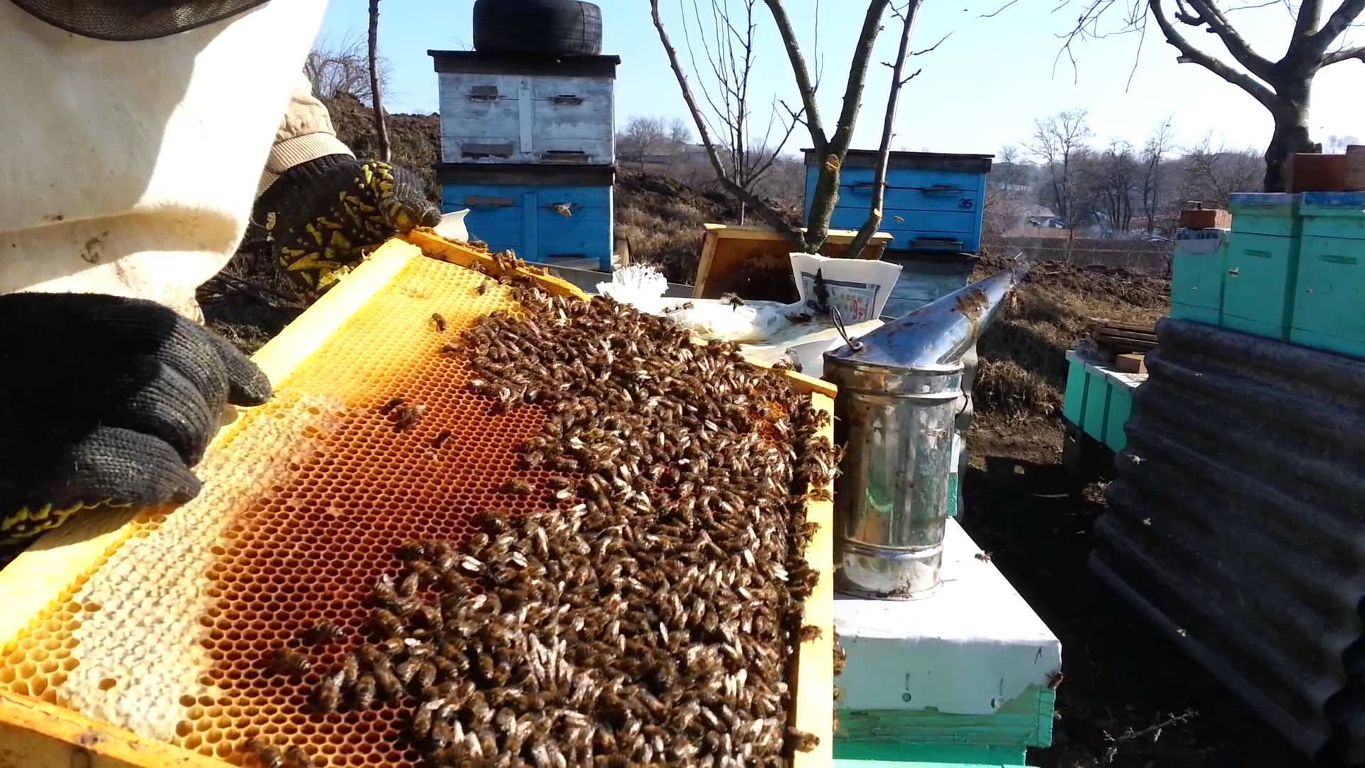 Как избавиться от пчел на даче
