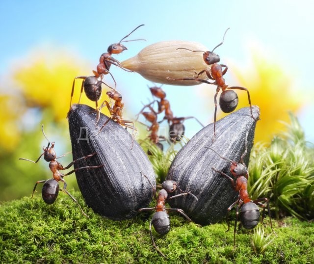Кто ест муравьев — nasekomie