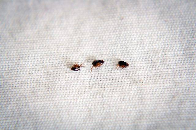 Как избавиться от жуков кожеедов и их личинок в квартире + фото
