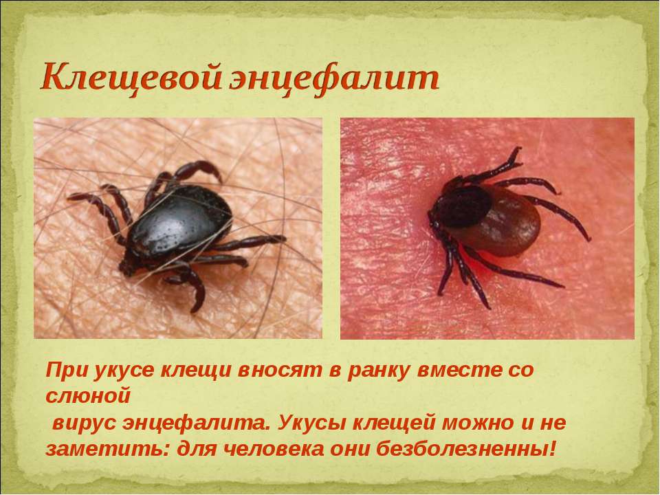 Постельные клещи: чем опасны и как бороться