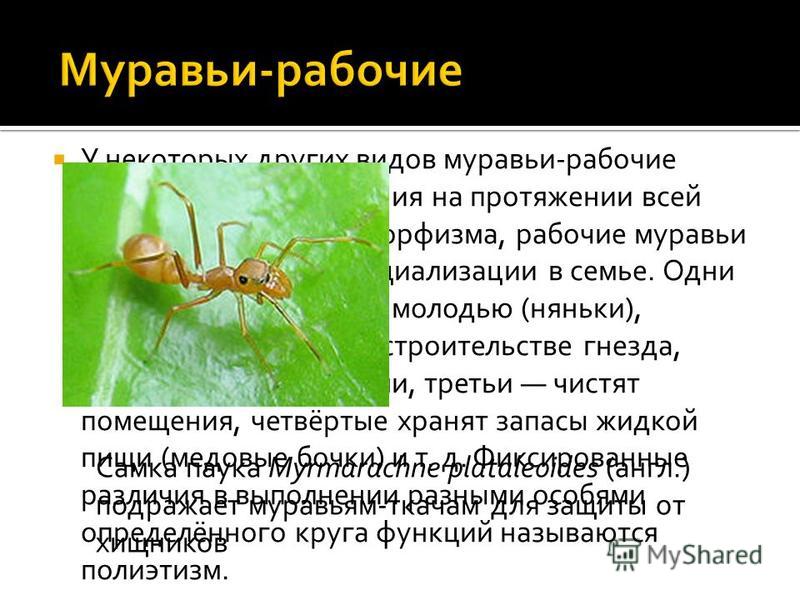 Сколько живут муравьи: их продолжительность жизни