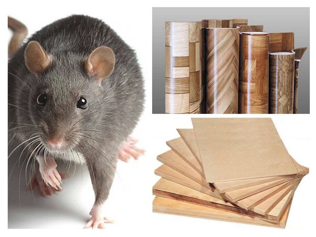 Почему мыши грызут пенопласт
