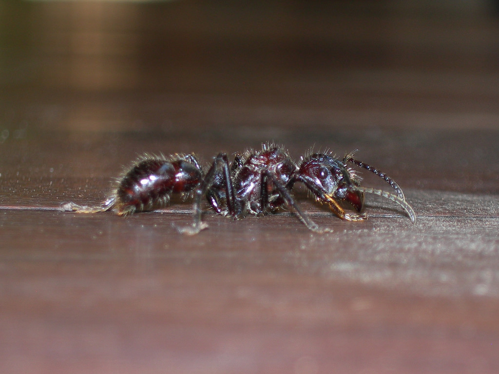 Виды муравьёв: знакомые и экзотические