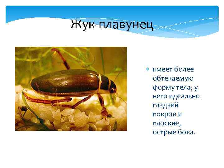  исследовательская работа `опыт содержания жука-плавунца в домашних условиях`