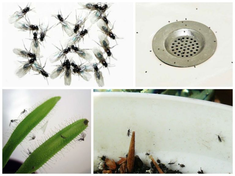 Борьба и методы избавления от луковой мухи: как бороться и защитить огород и квартиру от мушек