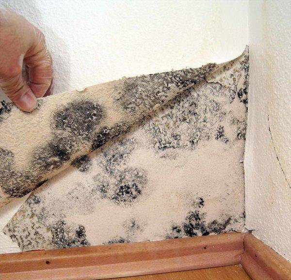 Как  и чем убрать плесень со стены в квартире?