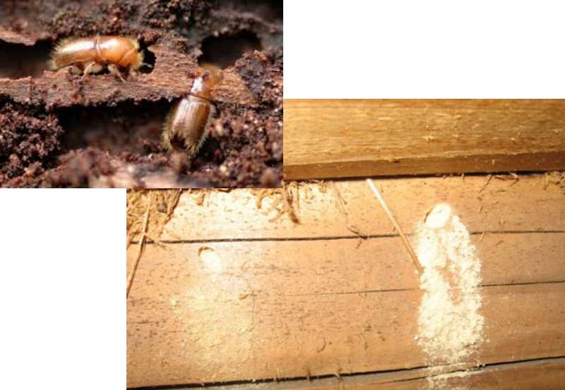 Жук короед: как избавиться, средства и обработка, фото жука