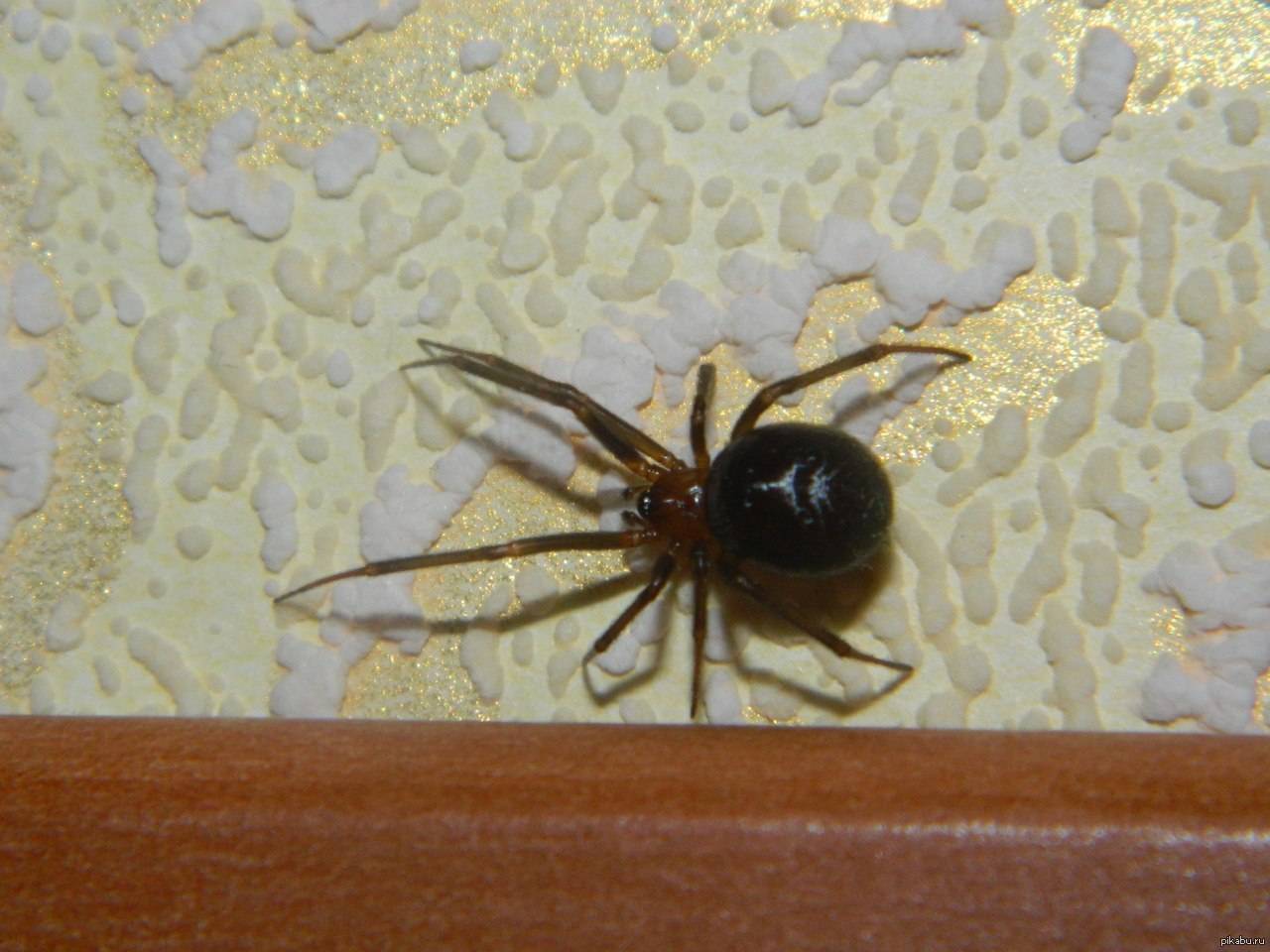 Почему нельзя убивать пауков в доме: народные и религиозные приметы