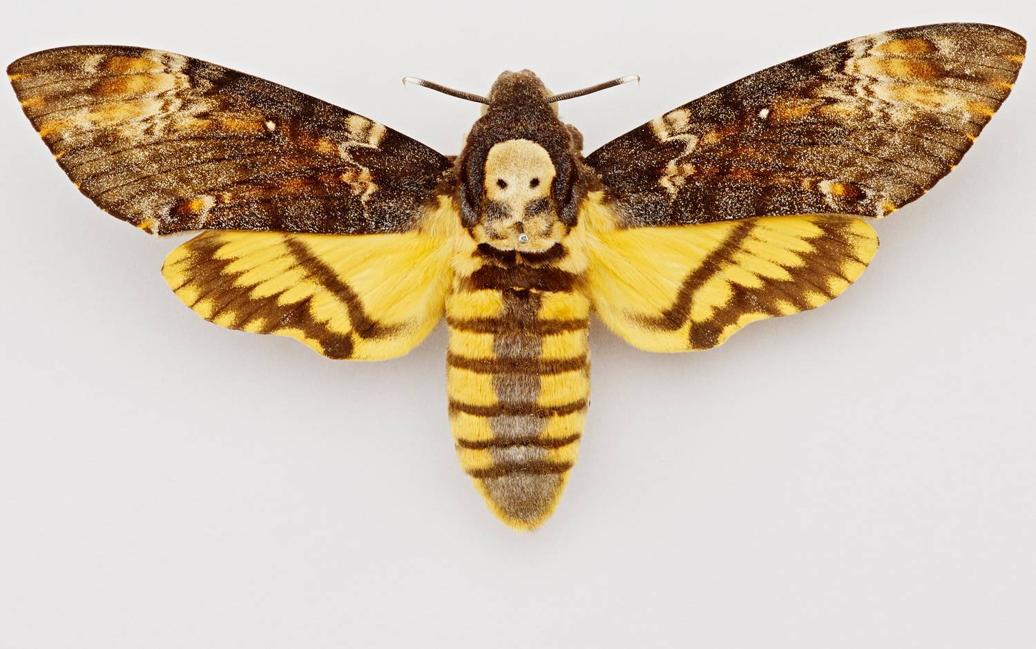 Стеклянная бабочка – грета ото. описание и фото стеклянной бабочки