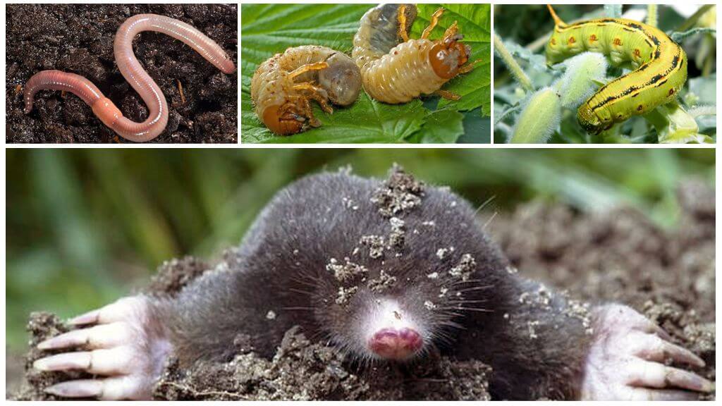 Вредители и паразиты дождевых червей - ворми ферма