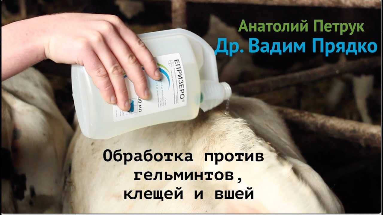 Вши у коз, коров, овец: как вывести у крс и что делать - как избавиться от сифункулятоза животных народными способами (лечение) — moloko-chr.ru