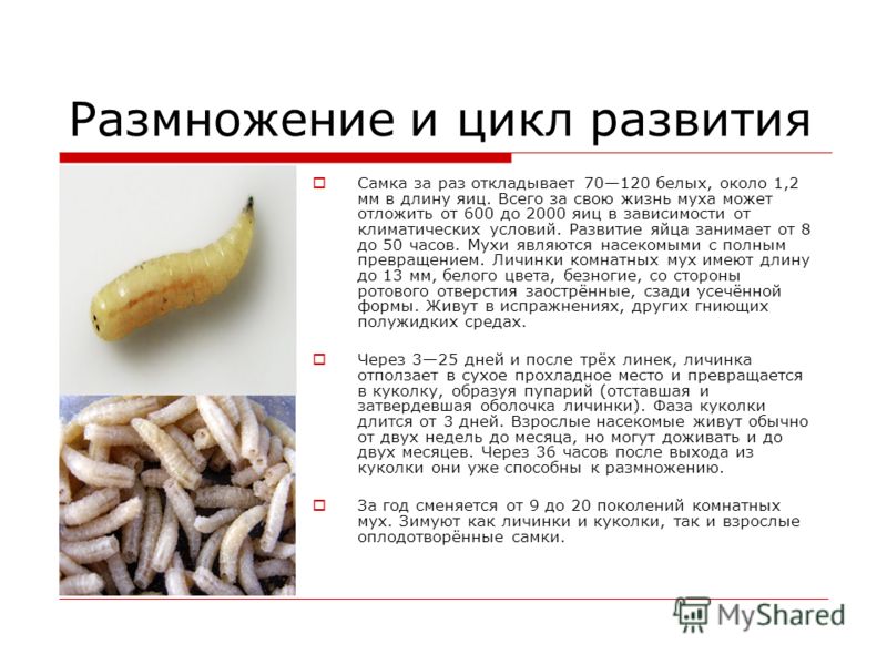 Агробиотехнологии - биотехнологии в сельском хозяйстве - личинки мух (опарыши) - что (кто) это такое?