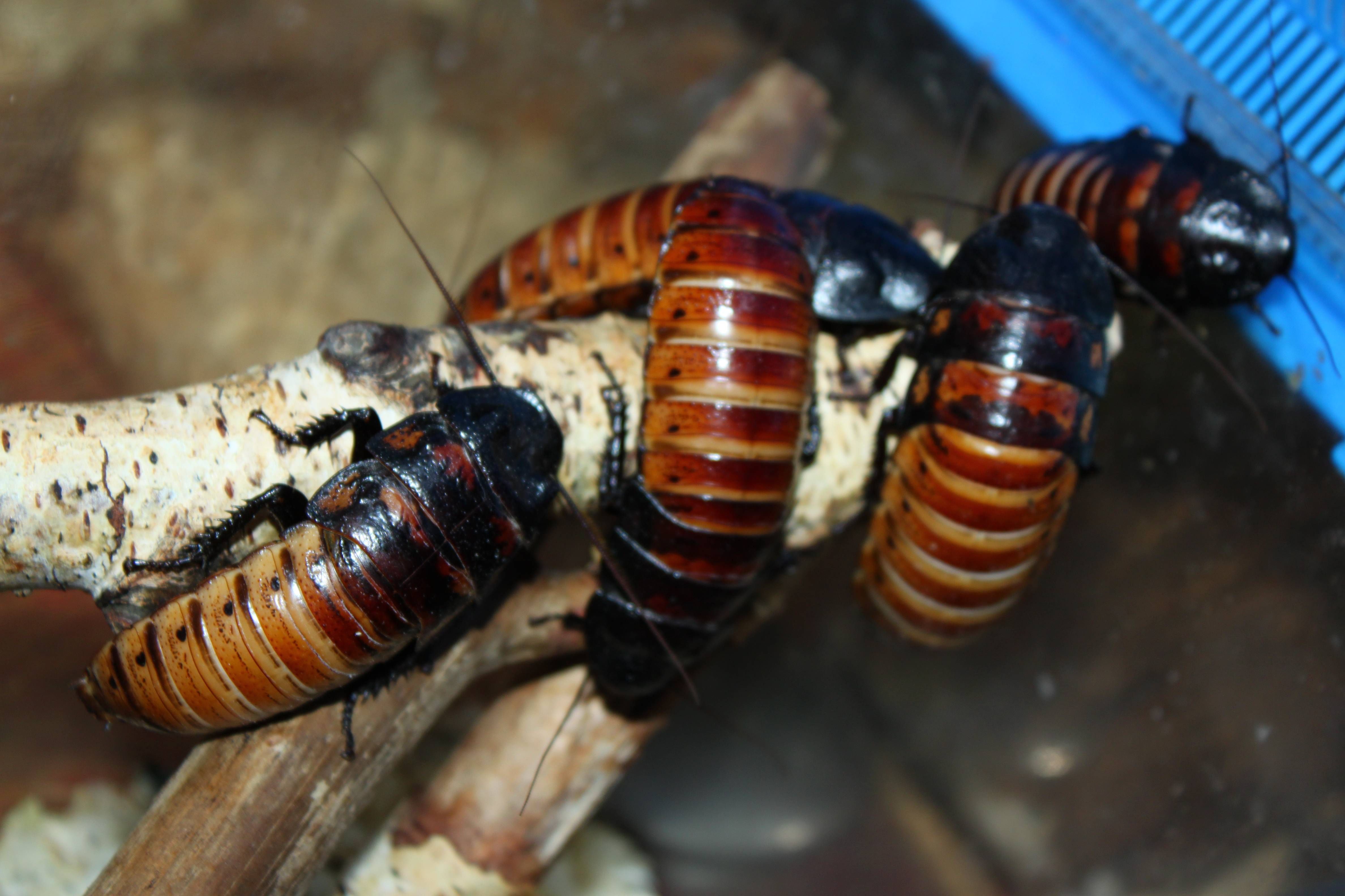 Сколько живут домашние тараканы? как долго они живут без еды и без воды?