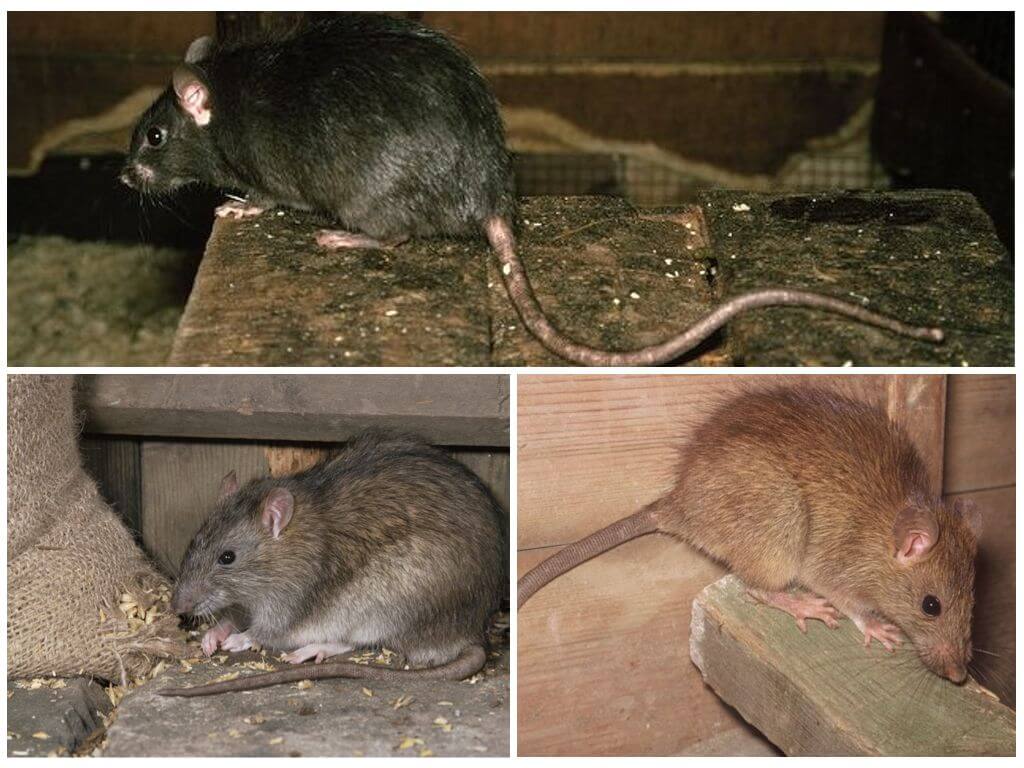 Сколько живут крысы, продолжительность жизни