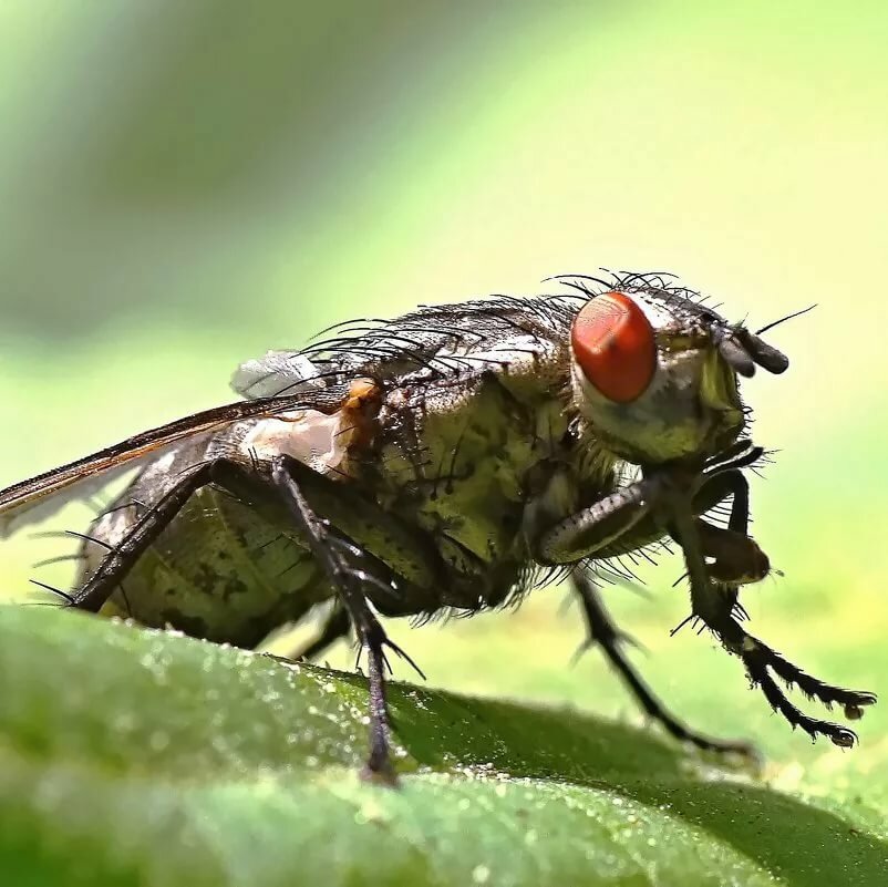 Виды мух – их фото, названия и описание