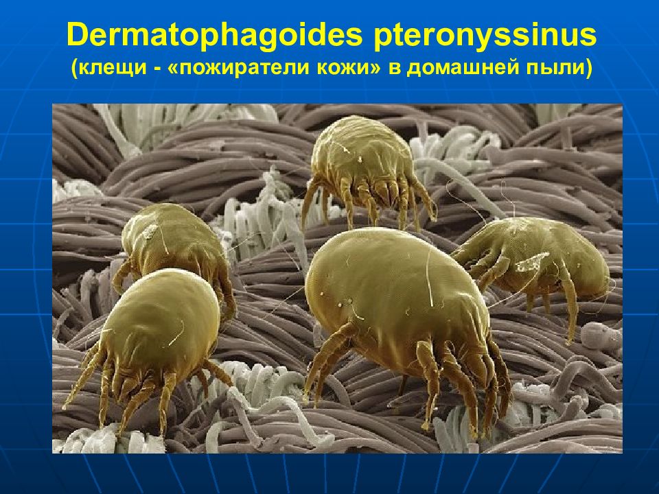 Аллерген d2 - клещ домашней пыли dermatophagoides farinae, ige (immunocap): исследования в лаборатории kdlmed