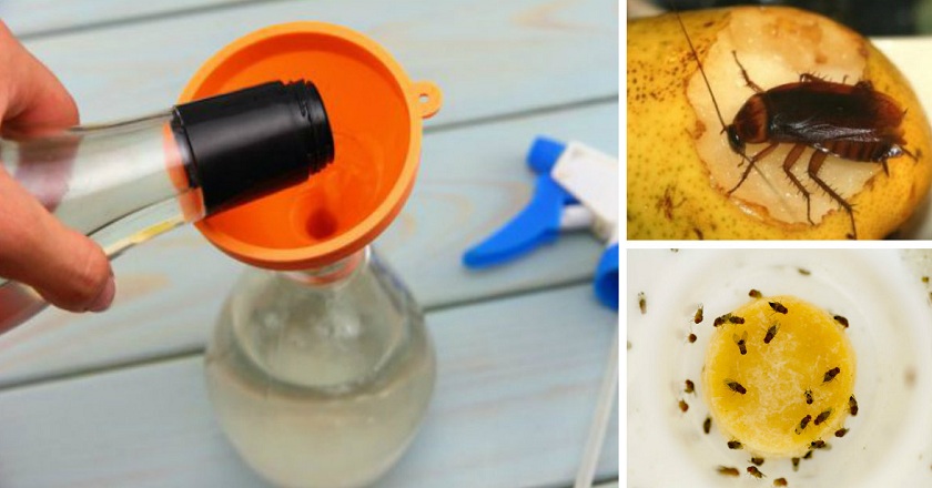 Как избавиться от мошек на кухне: откуда берутся насекомые и чем травить