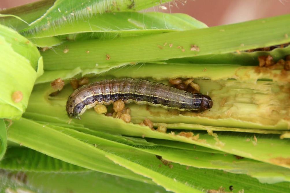 Хлопковая совка на кукурузе: как обнаружить вредителя и бороться с ним, лучшие методы борьбы и профилактики