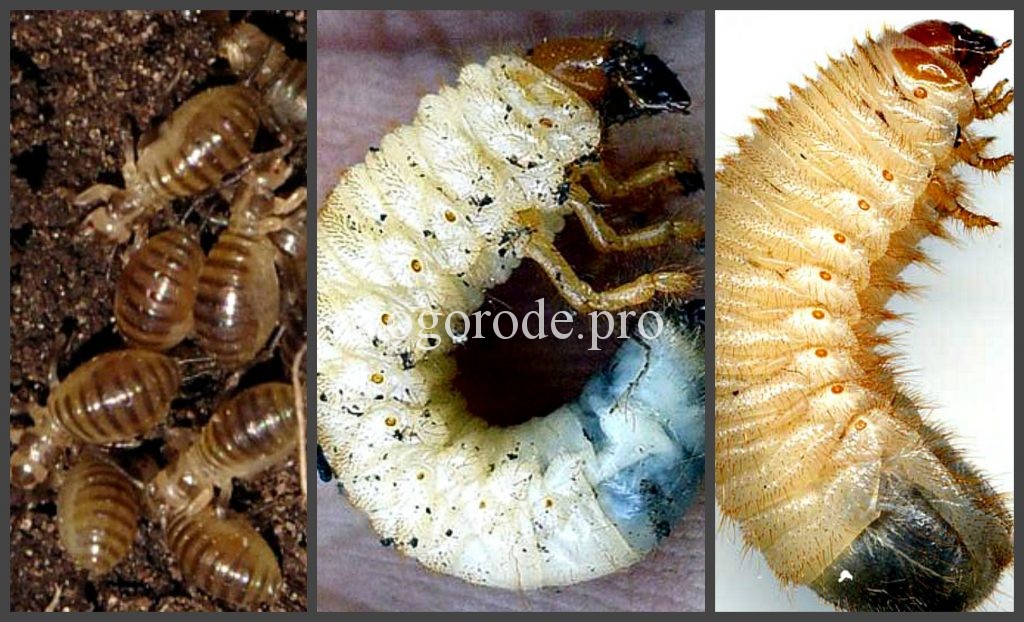 Отличия личинки майского жука (хруща) от медведки, фото