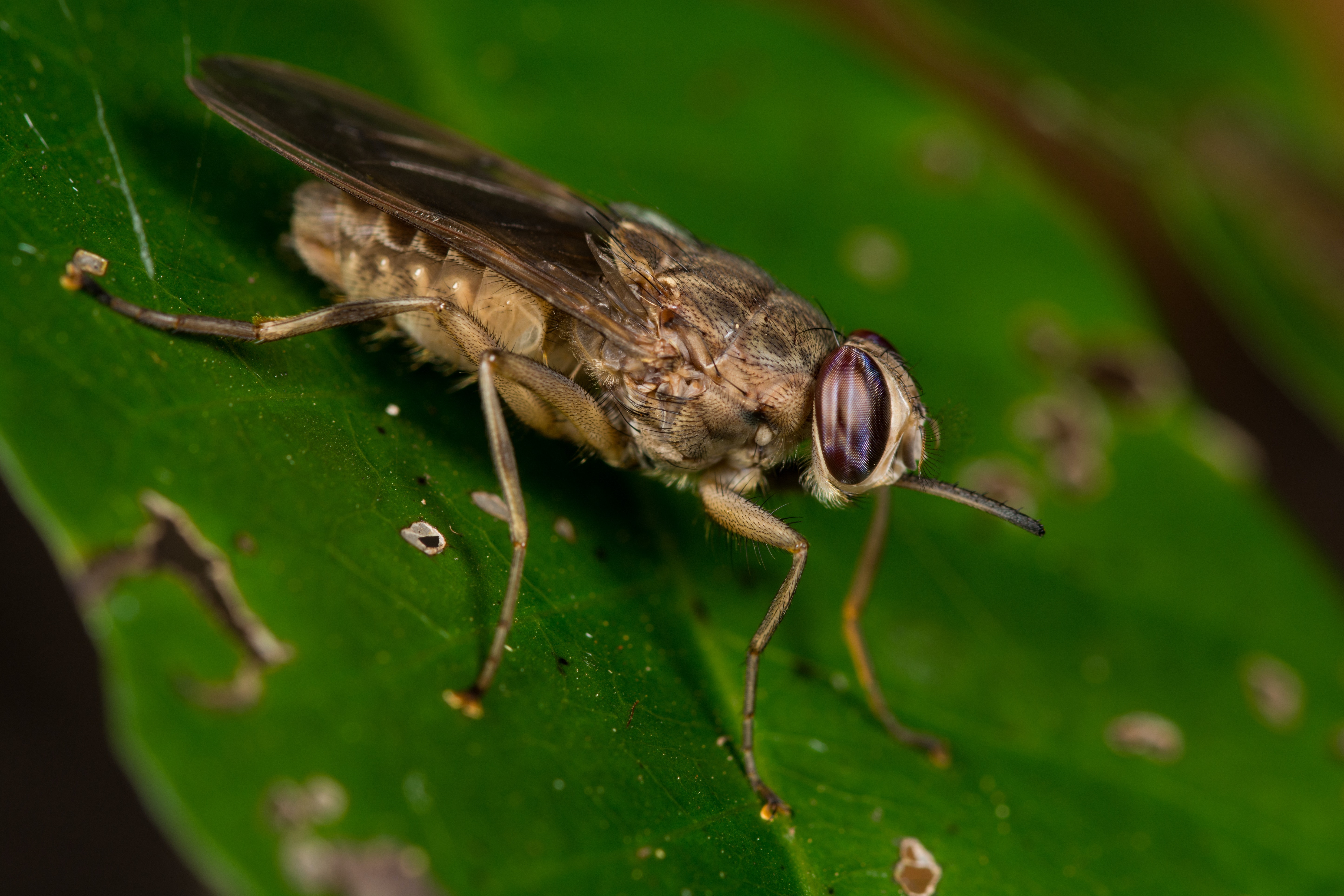 Описание и фото мухи цеце