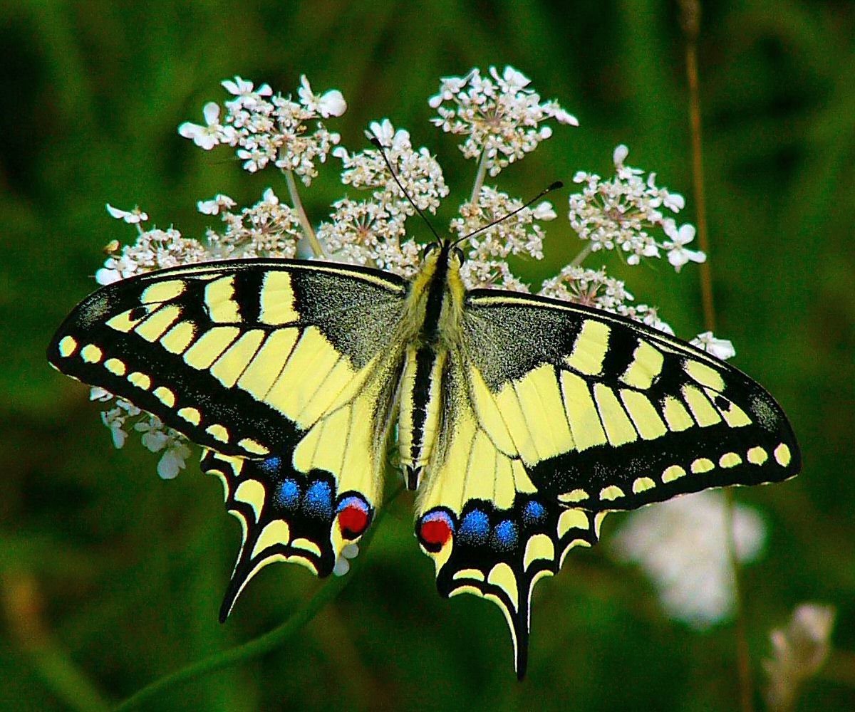 Махаон бабочка. образ жизни и среда обитания бабочки махаон | животный мир