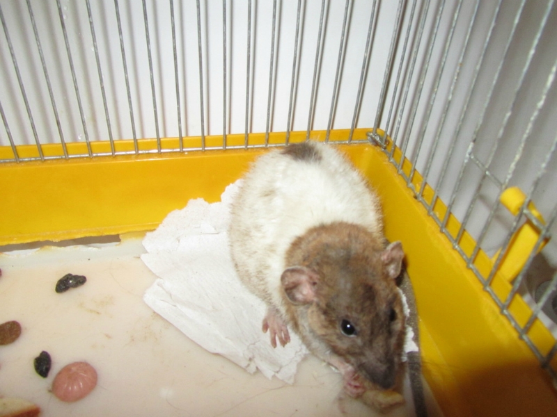 Как бороться с крысами в квартире