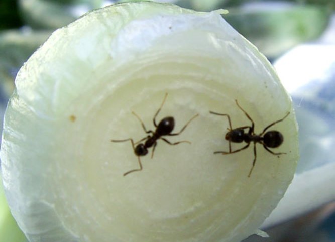 Муравьи в бане: почему там появляются эти насекомые и как от них избавиться