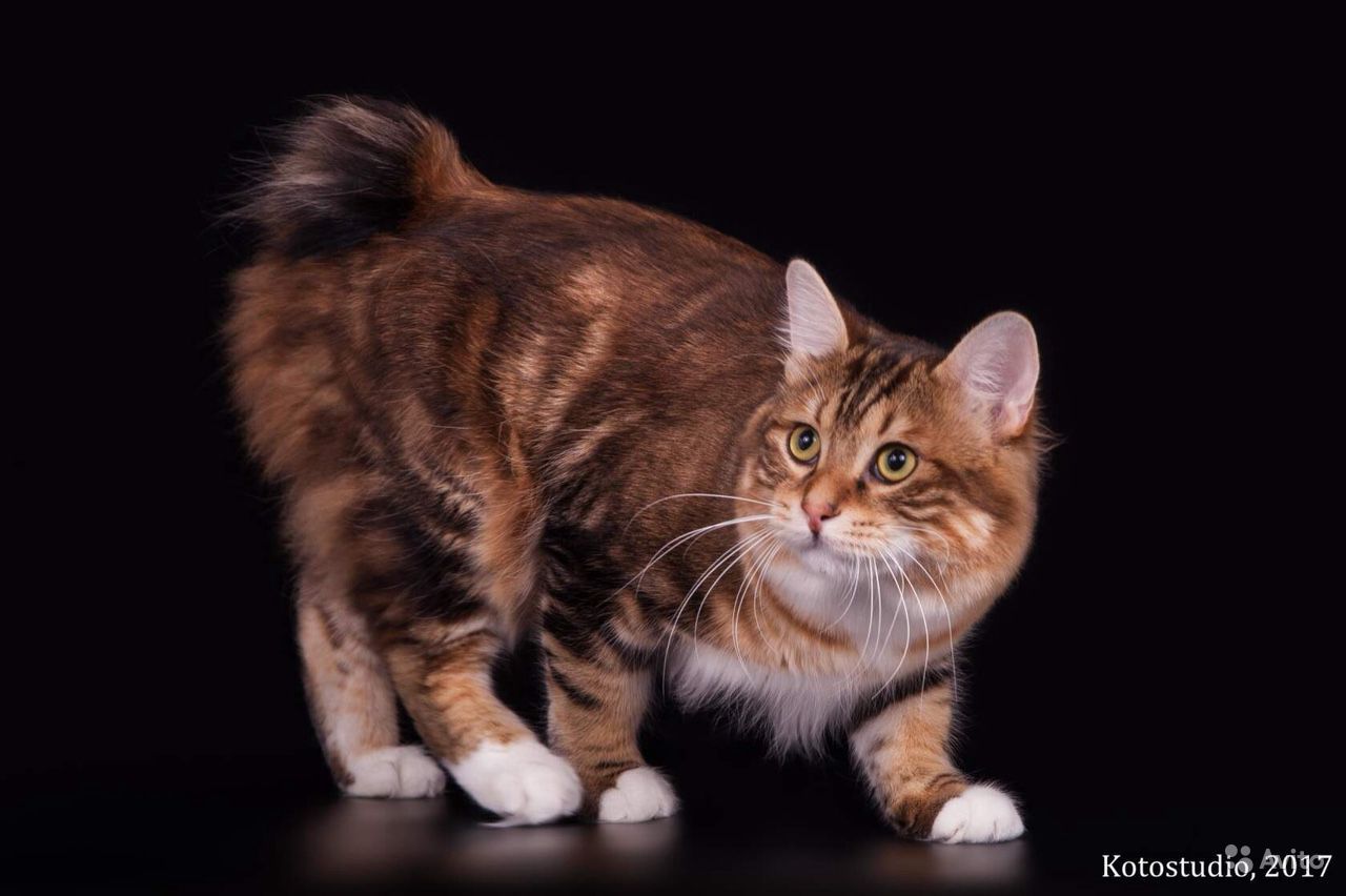 Породы кошек крысолов, кто лучше ловит мышей кот или кошка, охотятся ли стерилизованные и кастрированные