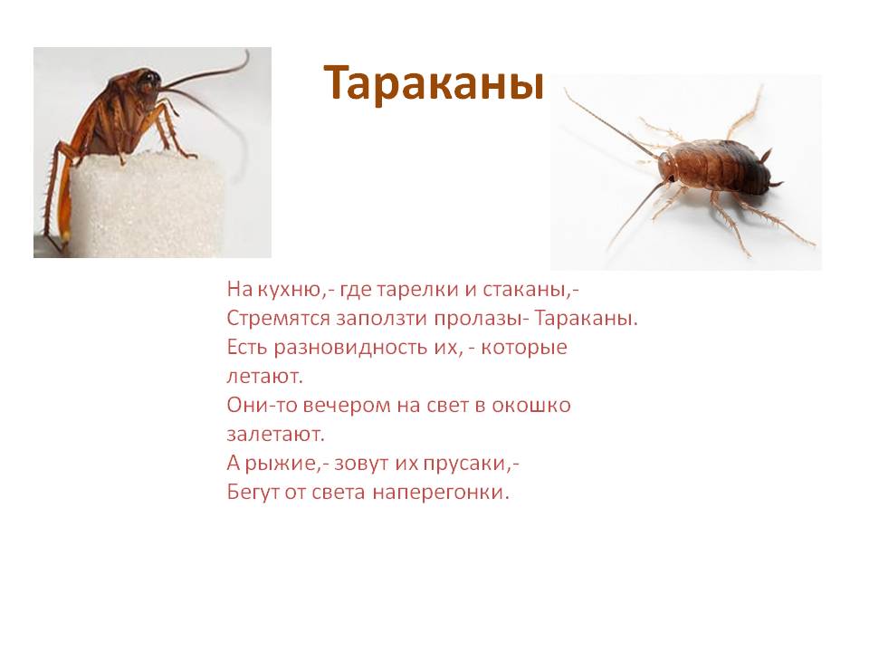 Почему таракана назвали тараканом. Тараканы презентация. Стихи про тараканов. Стих про таракана. Доклад о тараканах.