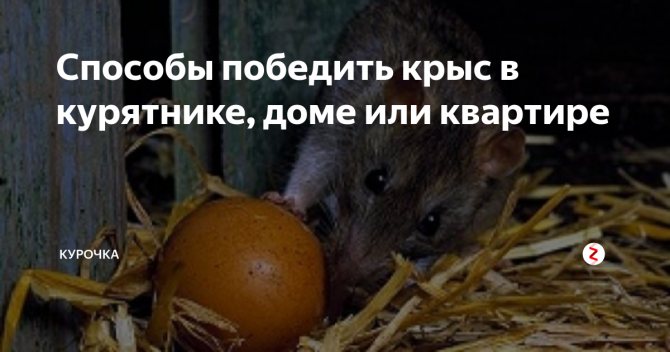 Как избавиться от крыс в сарае – опасность крыс, выведение, ловушки