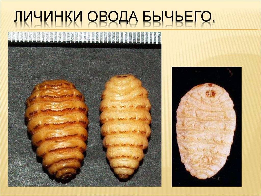 Личинка овода в человеке – как в организм попадает личинка, стадии ее развития | rvdku.ru