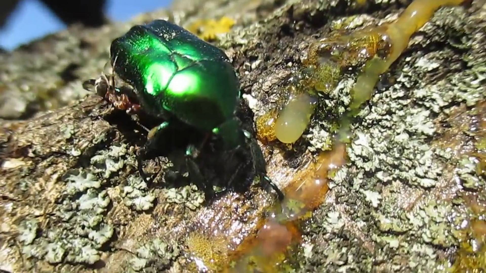 Особенности жука бронзовки: общая характеристика, внешний вид зелёного жука и личинки, вред и методы борьбы