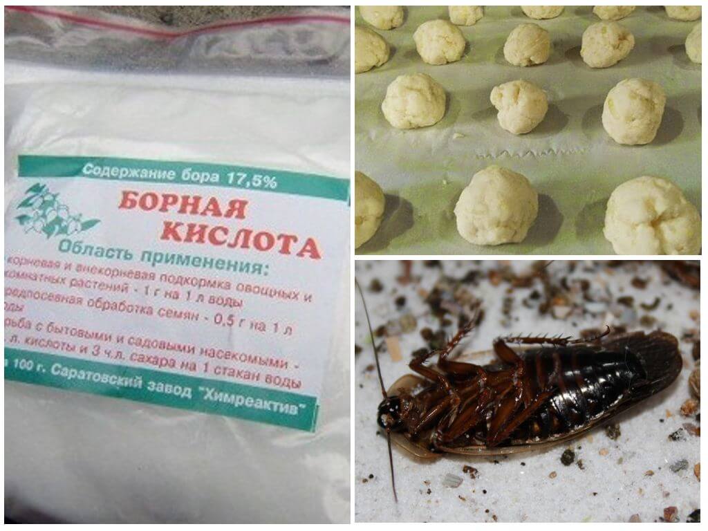 Борная кислота от тараканов: рецепты, как приготовить в домашних условиях