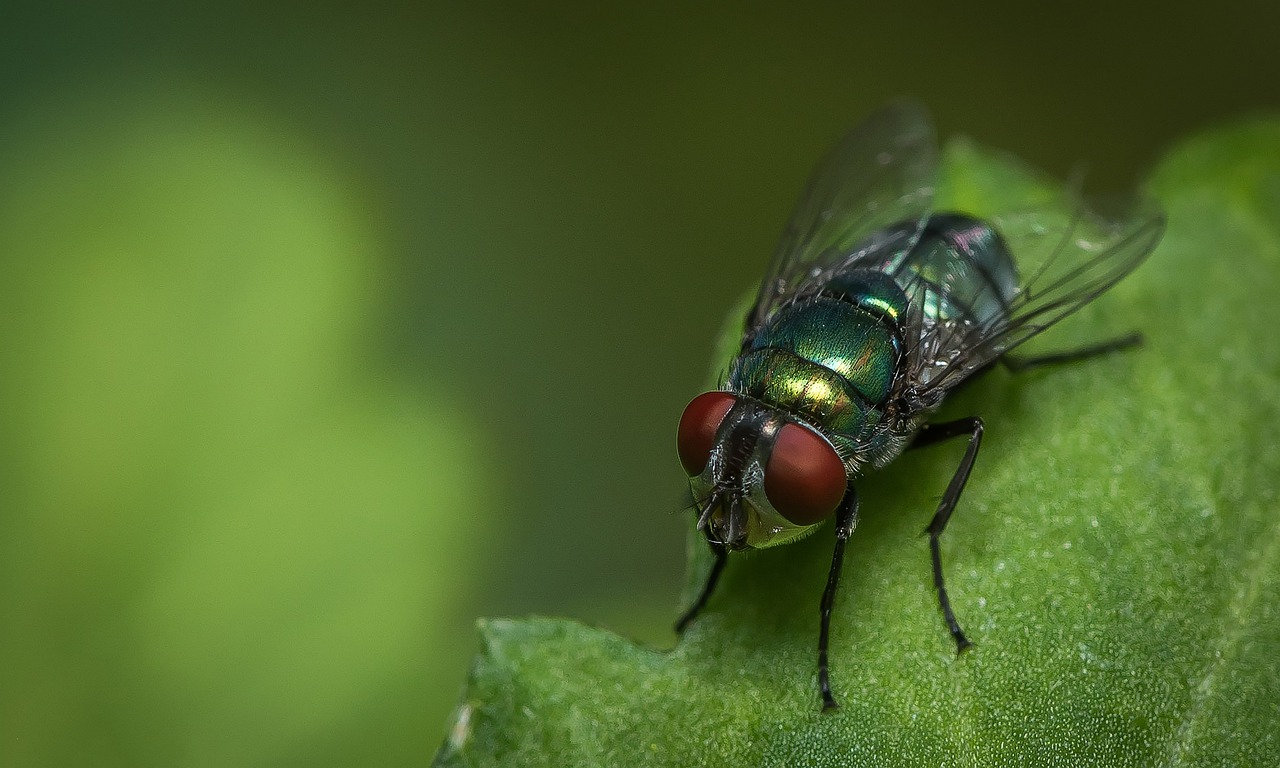 Описание и фото зеленой падальной мухи