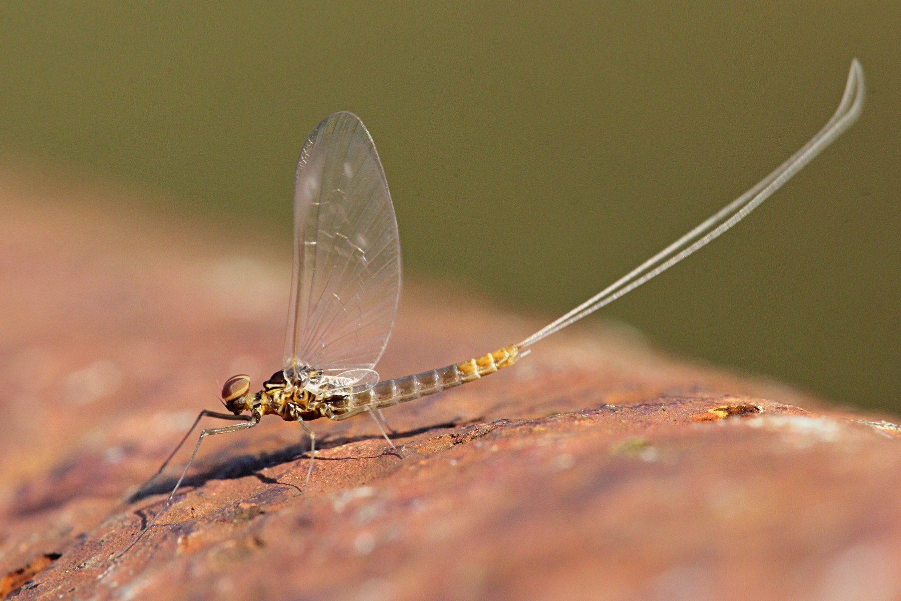 Поденки (Ephemeroptera)