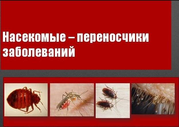Трупные мухи атаковали поселок под новосибирском