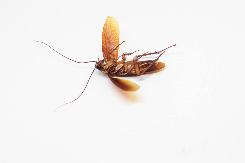 Летают ли домашние тараканы и где можно встретить летающих особей