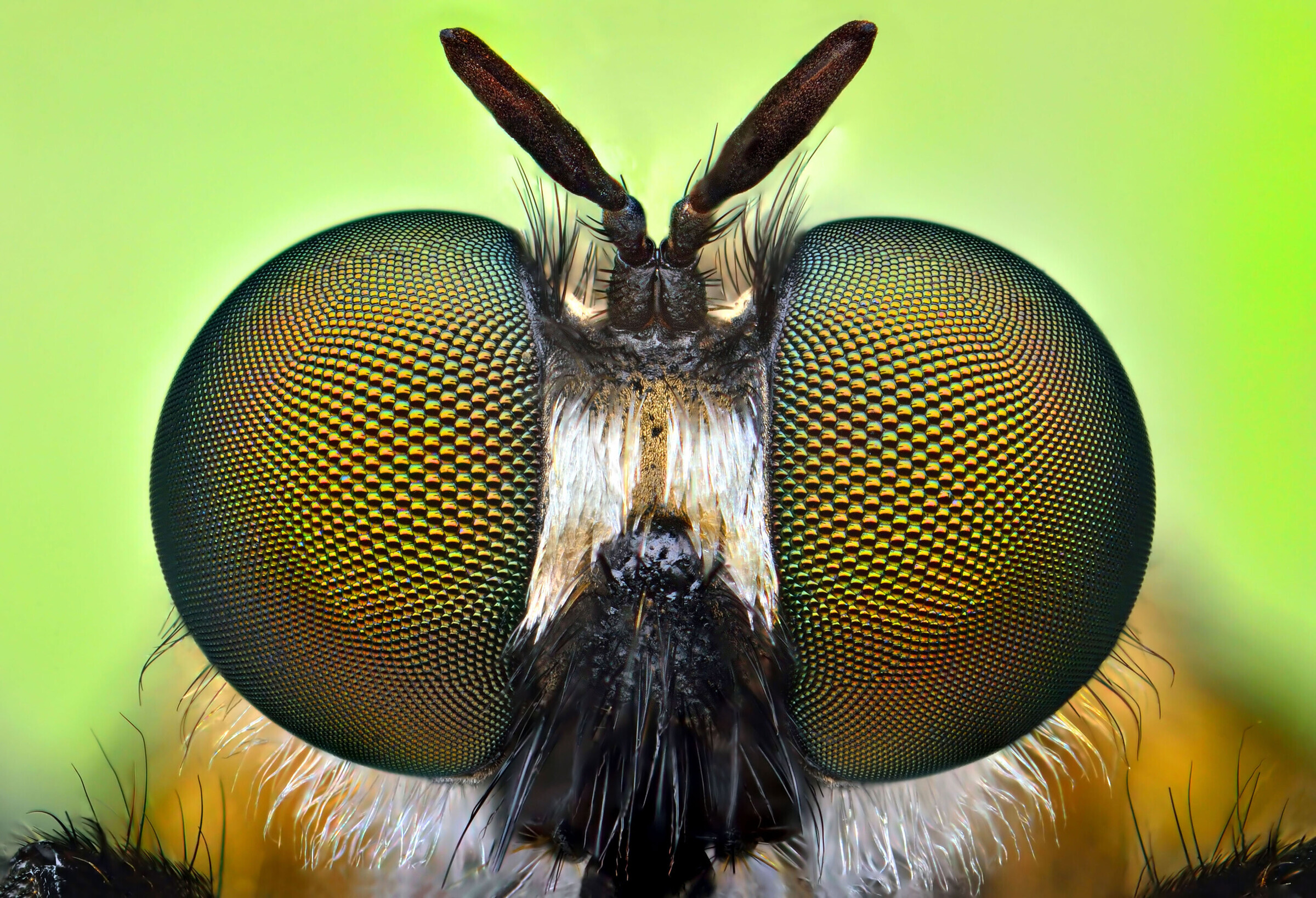 Сколько глаз у мухи обыкновенной, глаза мухи под микроскопом
