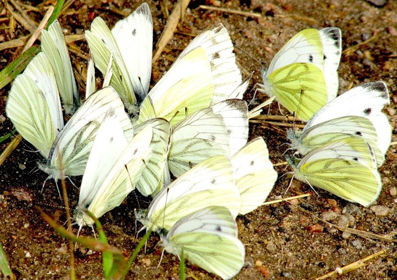 Чем опрыскать и как отпугнуть бабочек от капусты