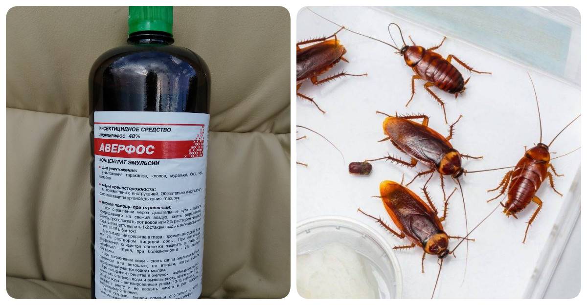 Нашатырный спирт против тараканов: действие и правила применения
