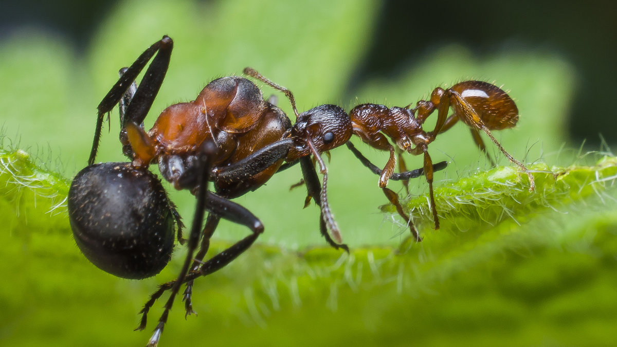 Чем питаются муравьи? ротовой аппарат и челюсть русский фермер
