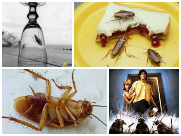 Чего боятся тараканы в квартире и как от них избавиться