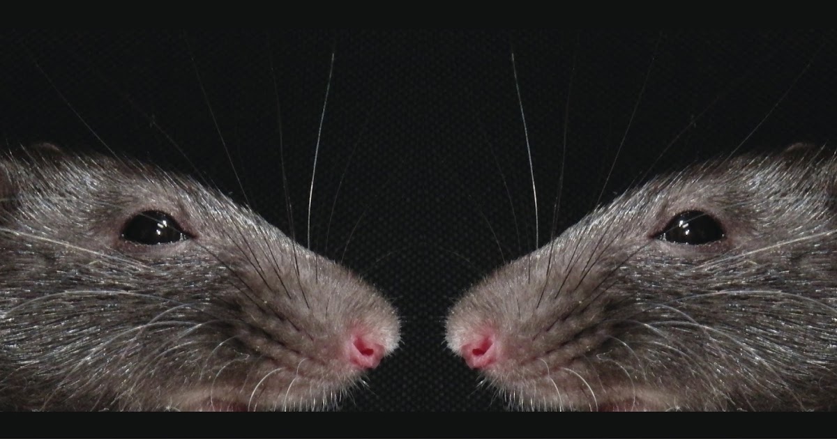 Анатомия крысы: внутреннее строение органов, особенности скелета и занимательные факты - люблю хомяков