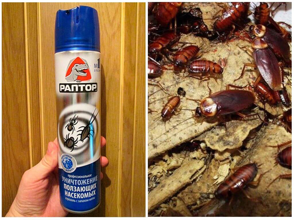 Откуда берутся черные большие тараканы в квартире и как не допустить их появления