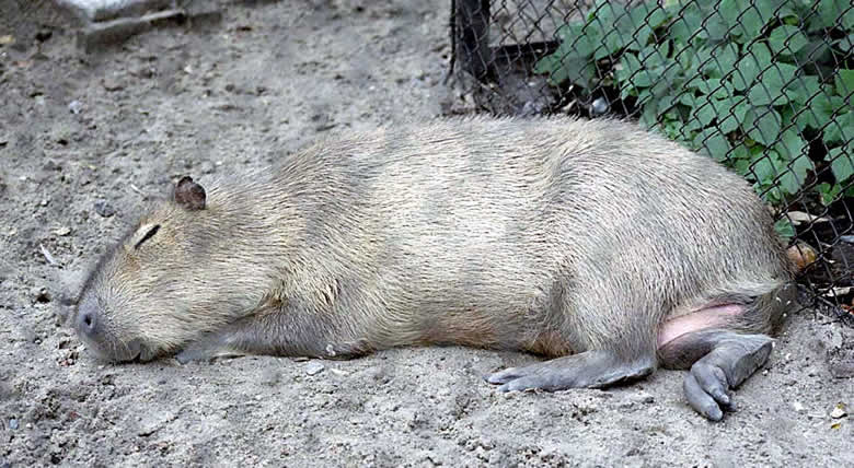 Самая гигантская крыса, насколько большой может быть (максимальный размер)?
