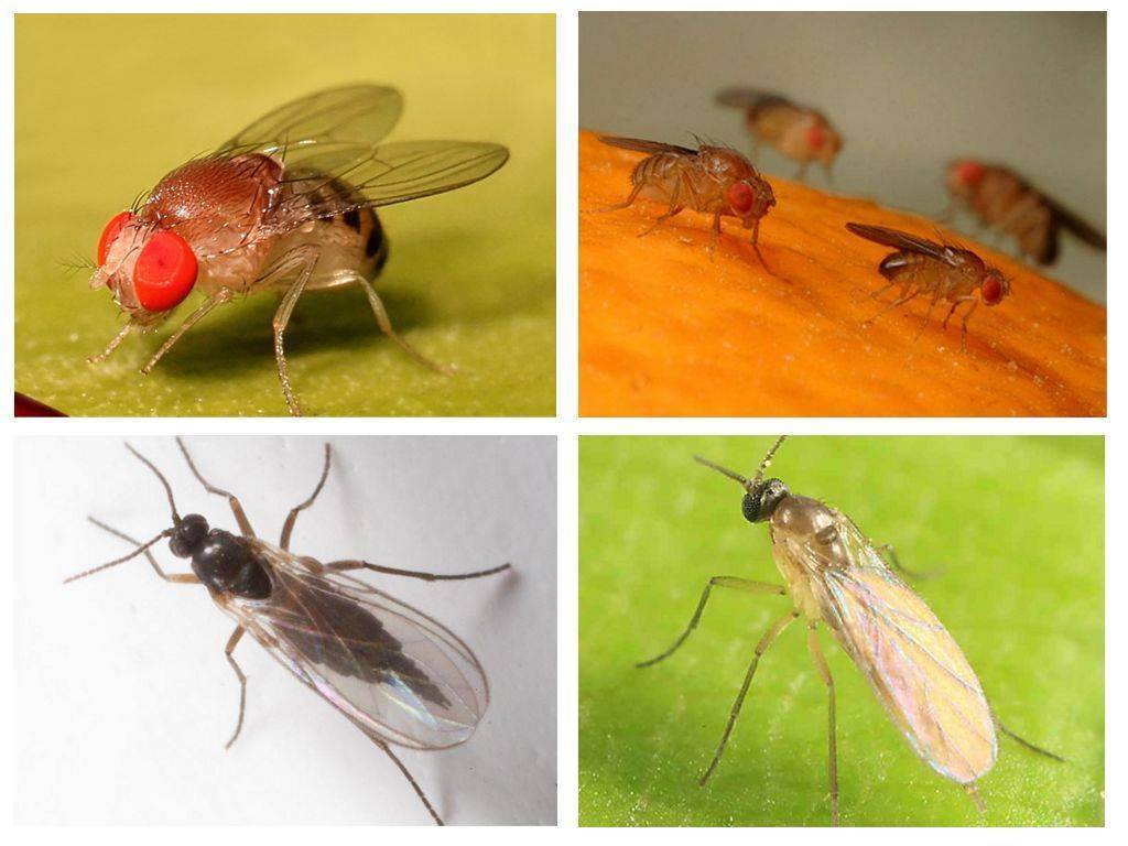 Как избавиться от мух в загородном доме - лучшие средства